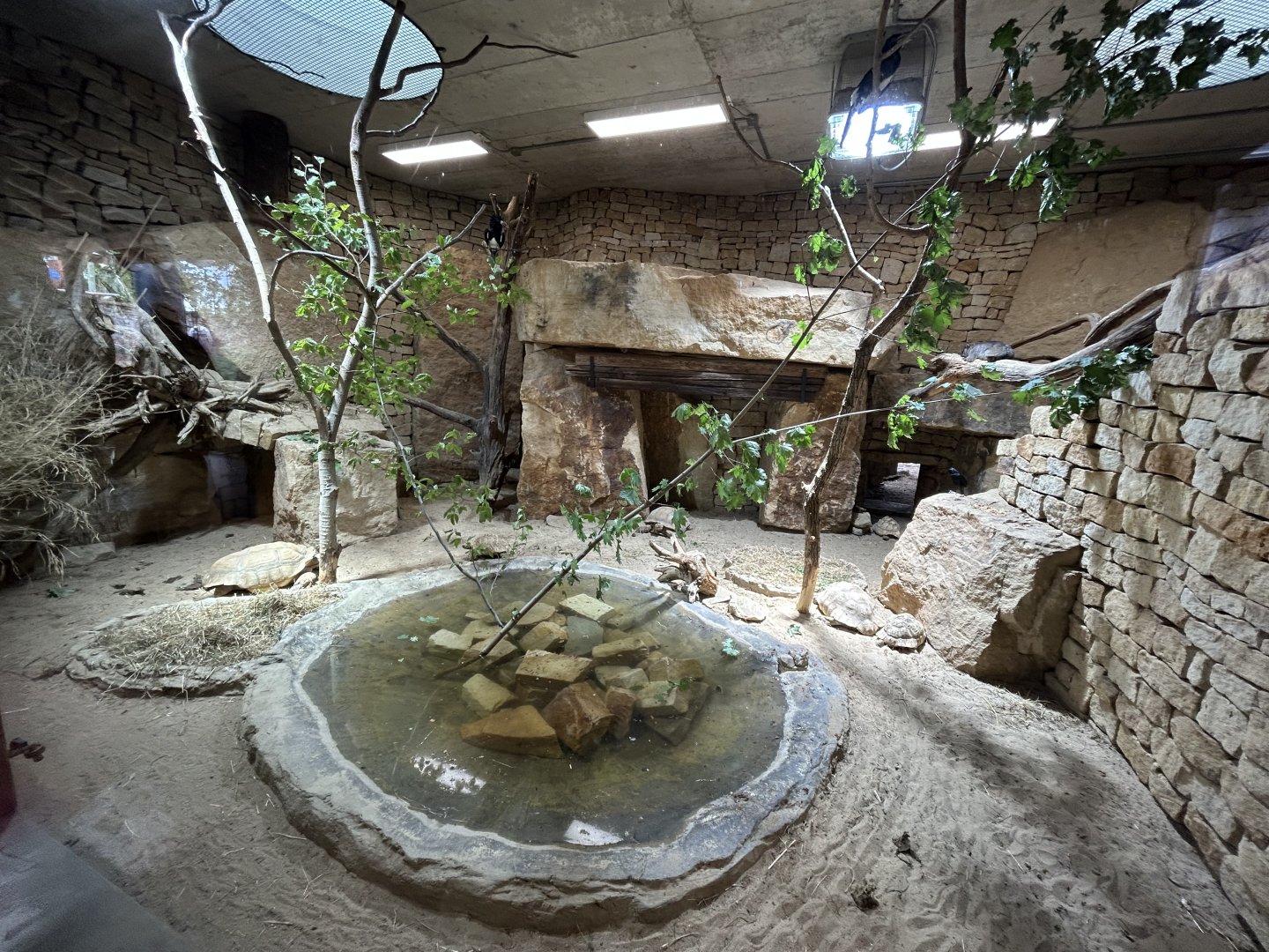 Indoor Hyrax & Bird Exhibit