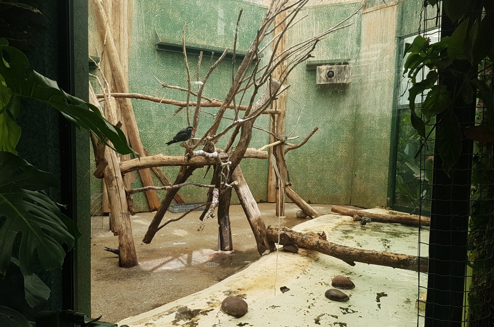 Indoor-Inca tern enclosure