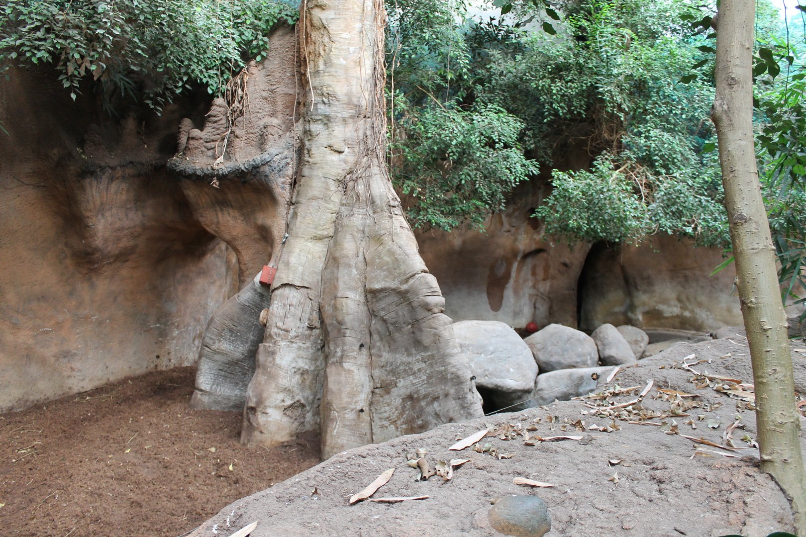 Indoor Indian rhino-enclosure