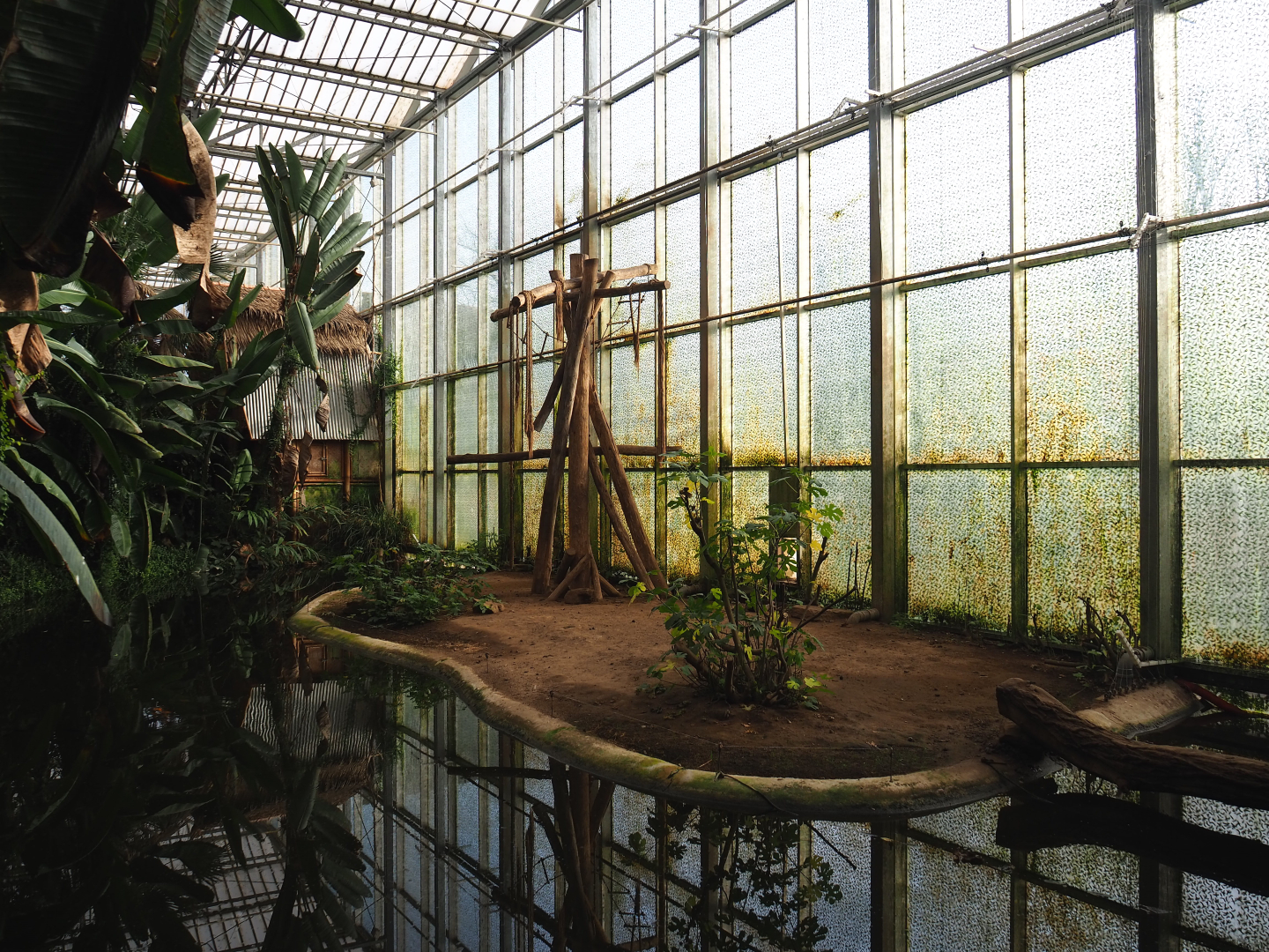 Indoor island Northern white-cheeked gibbons, 2020-01-11