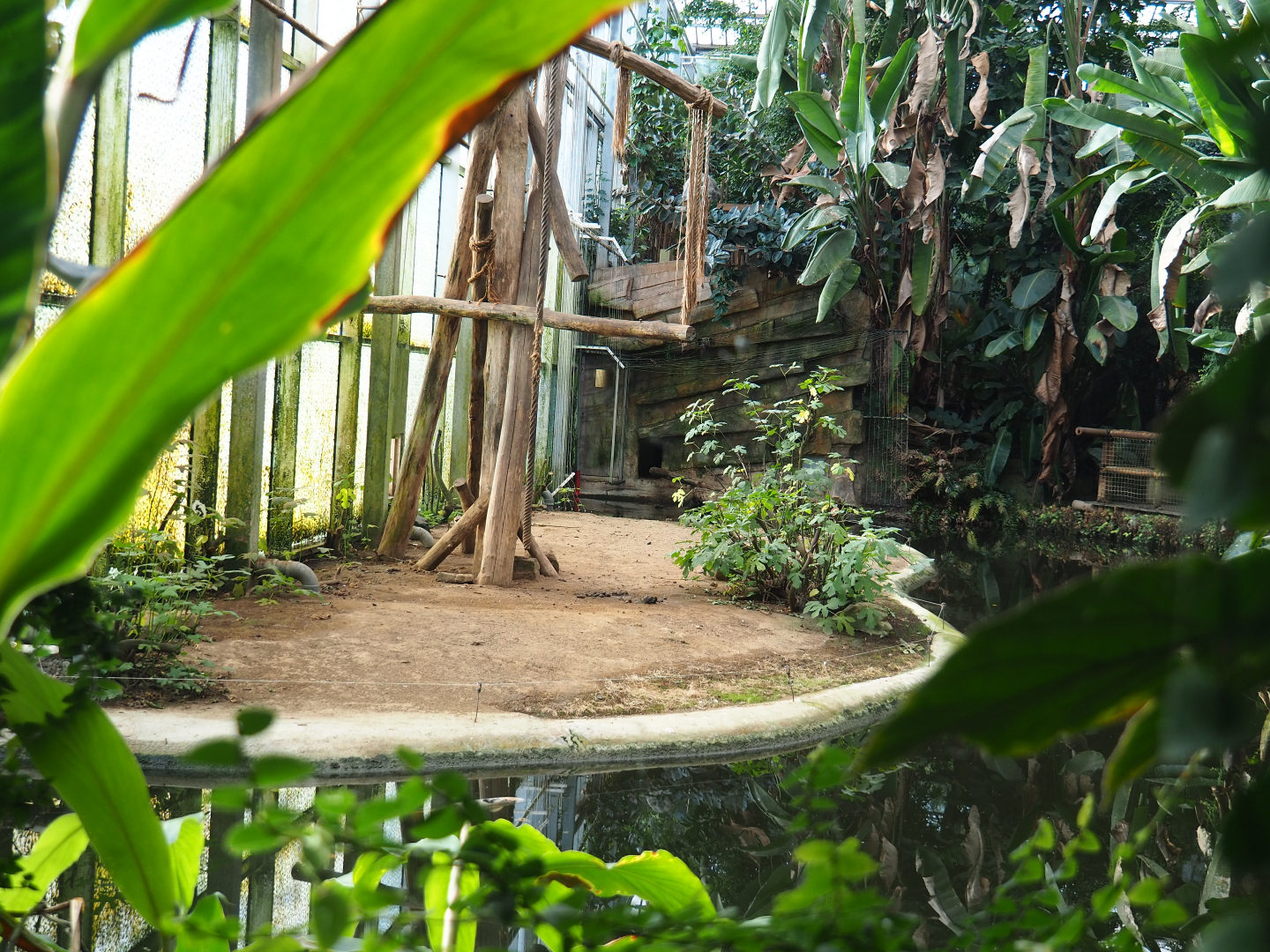 Indoor island Northern white-cheeked gibbons, 2020-01-11