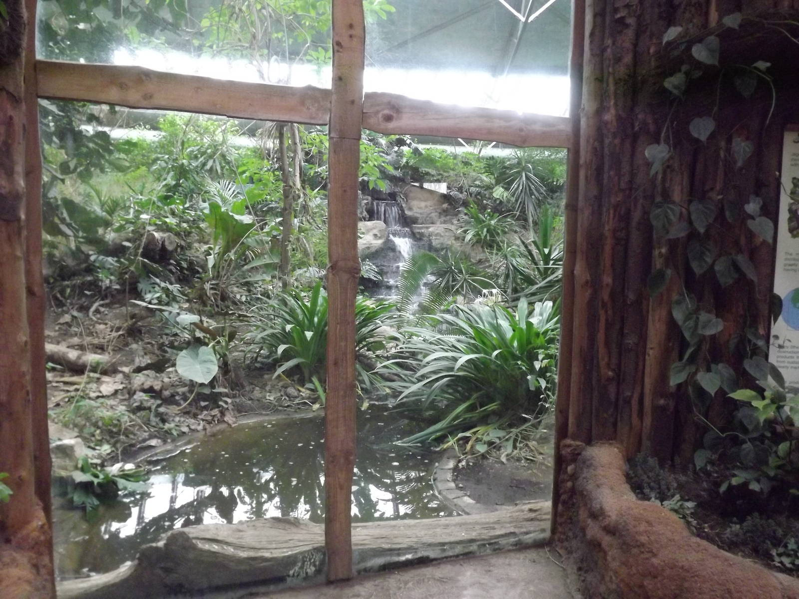 Indoor Jaguar exhibit at Chester Zoo 31/03/12