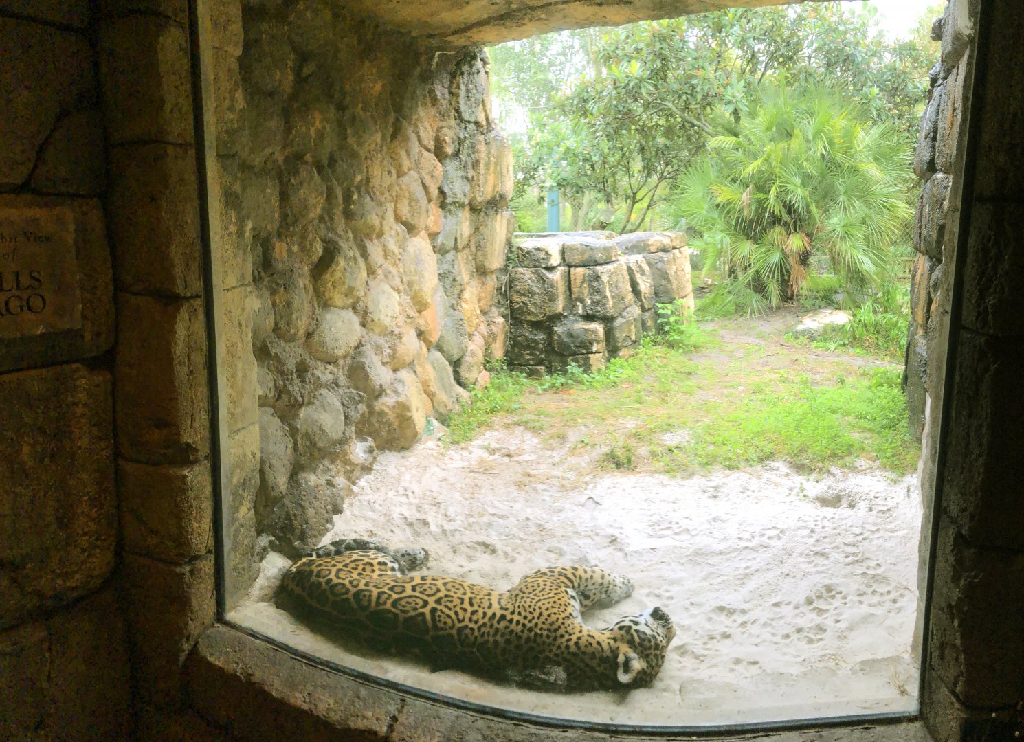 Indoor Jaguar Viewing