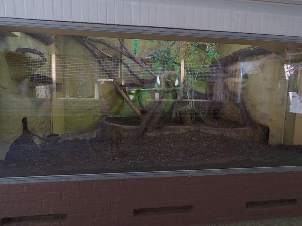 Indoor jaguarundi enclosure (07/22)