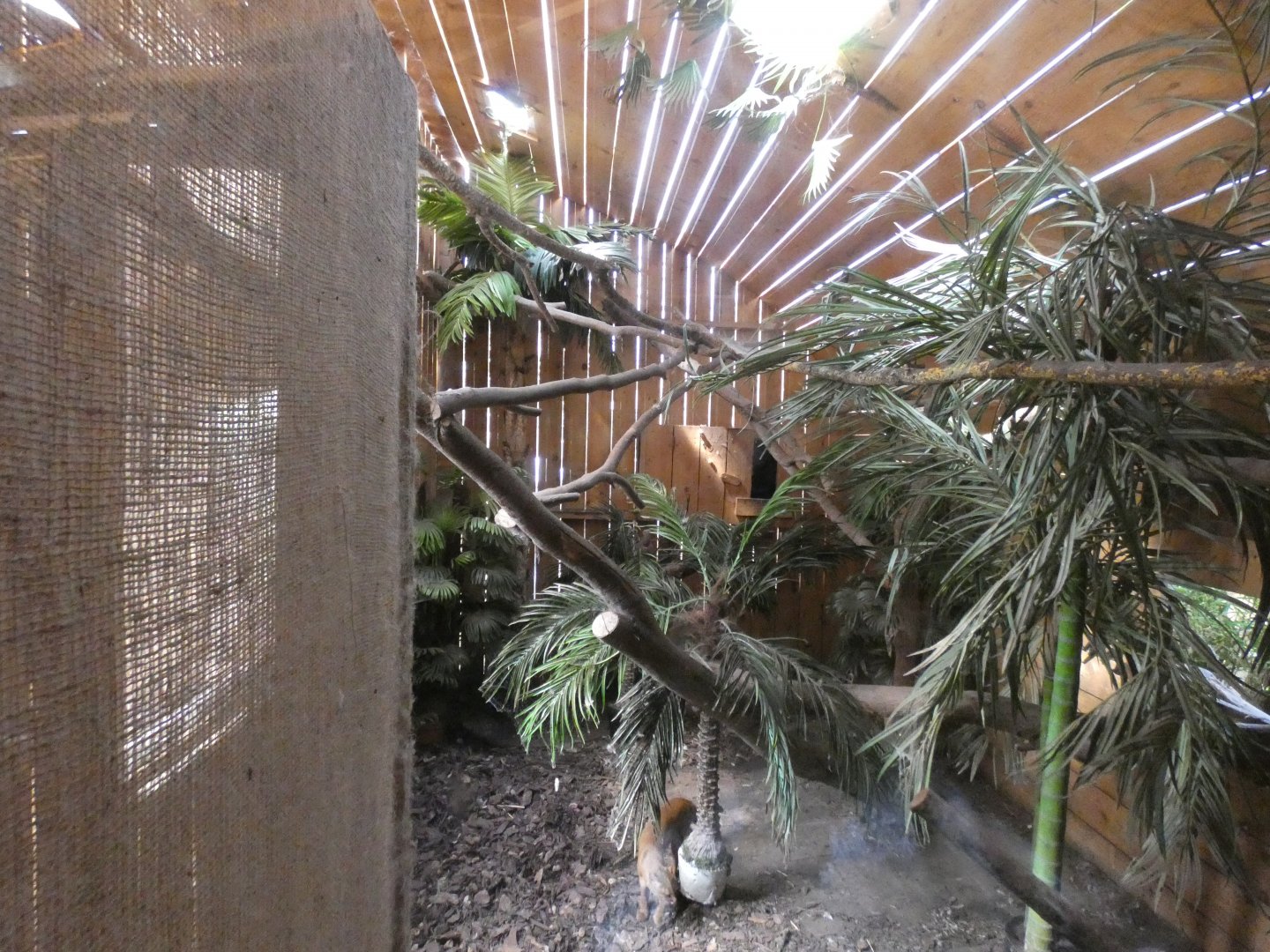 Indoor Jaguarundi Enclosure
