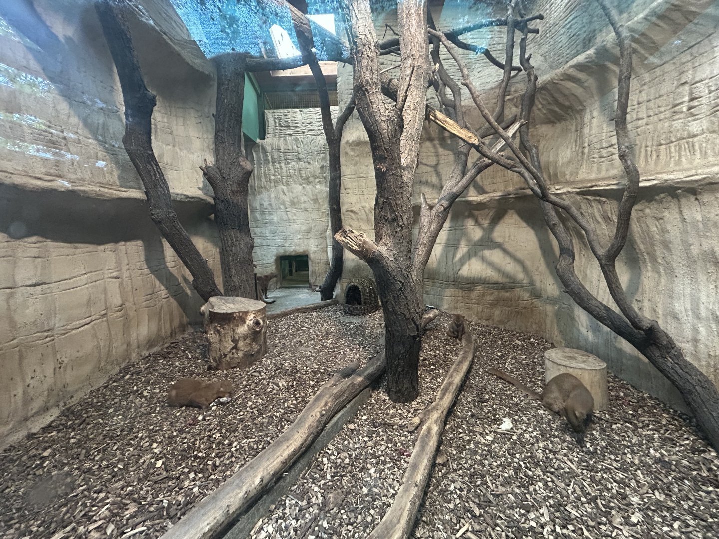 Indoor Jaguarundi Exhibit
