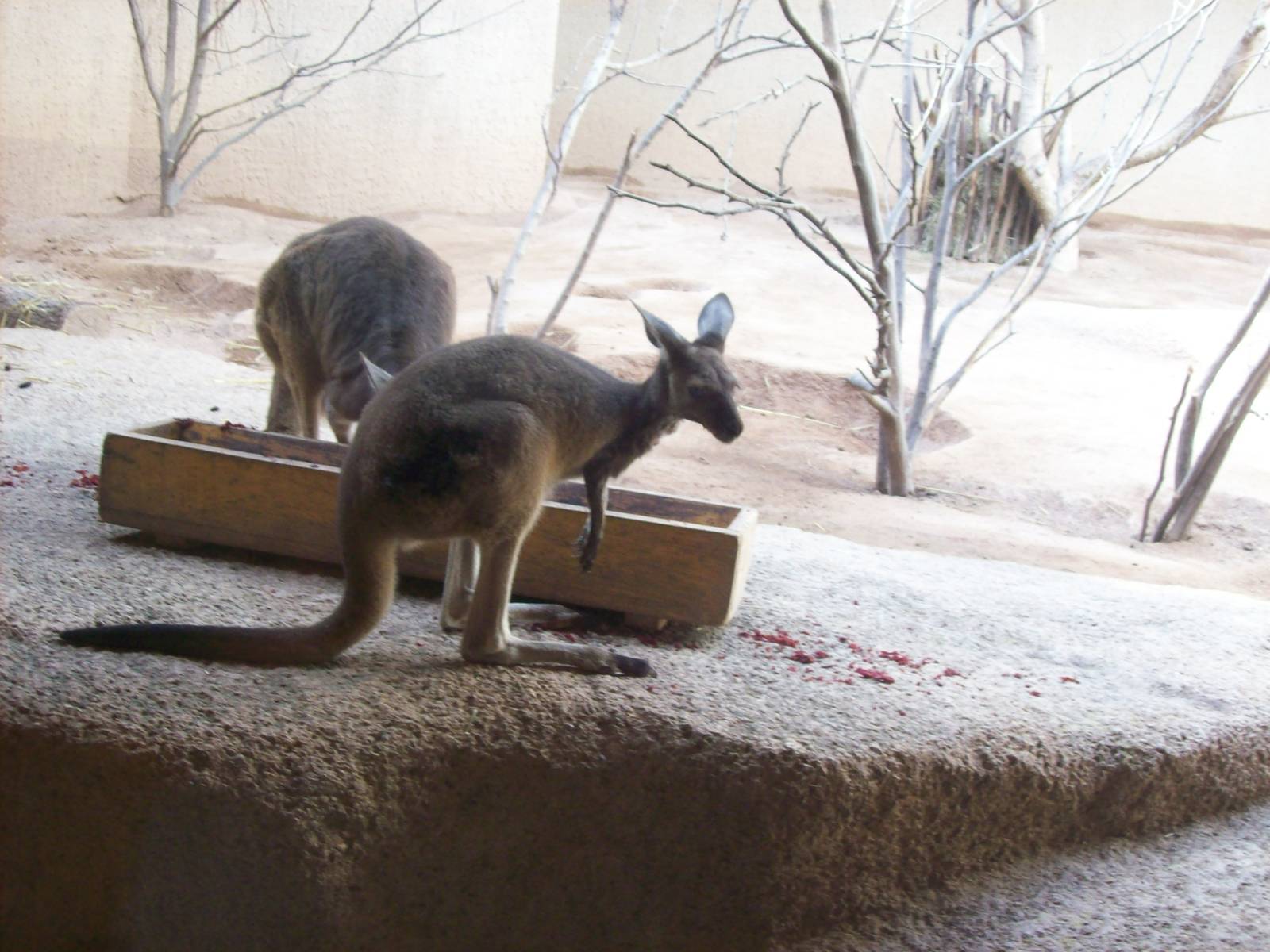 indoor kangaroo exhibit