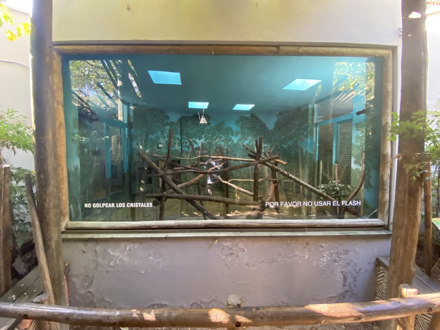 Indoor koala enclosure