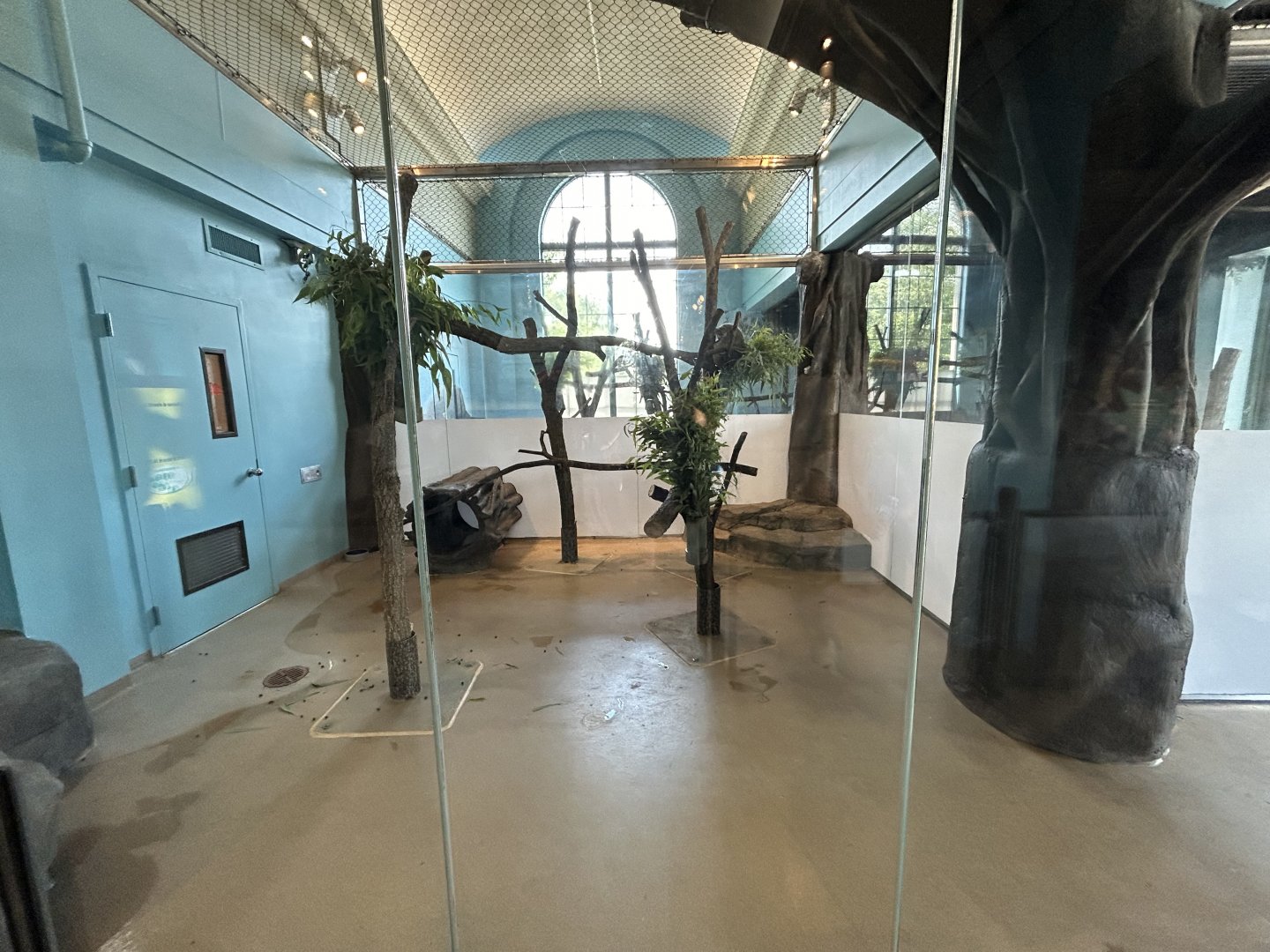 Indoor Koala Exhibit - Hamill Family play Zoo