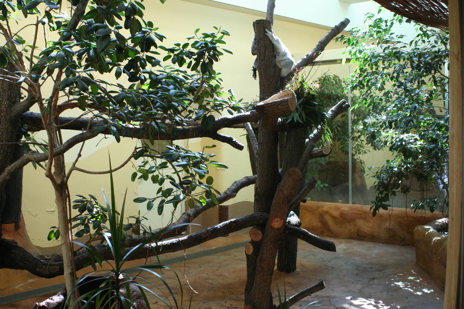 Indoor koala exhibit @Schonbrunn Zoo, Vienna; 21.04.08