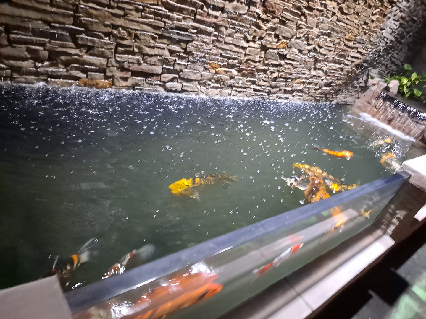 Indoor Koi (4/19/25)