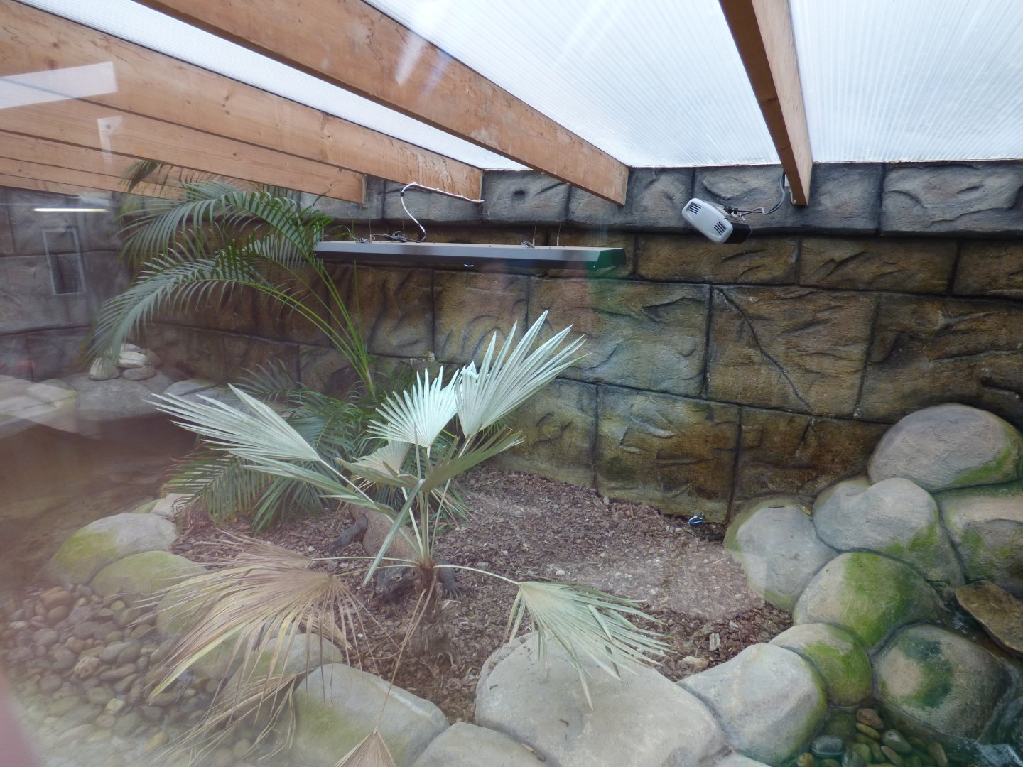 Indoor Komodo Dragon Enclosure