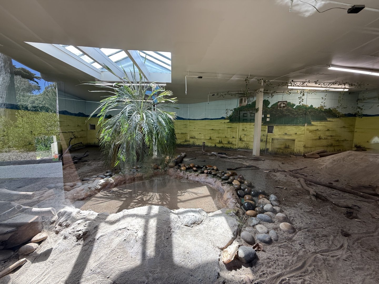 Indoor Komodo dragon enclosure