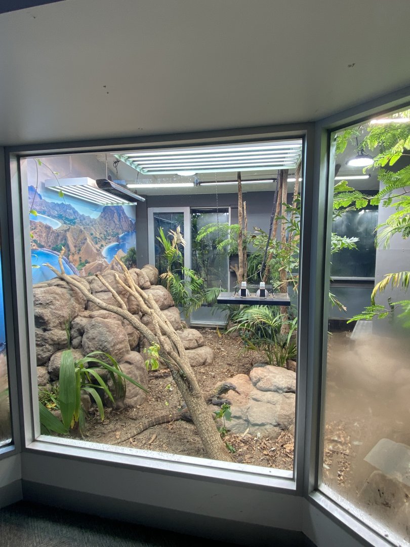 Indoor Komodo Dragon Enclosure
