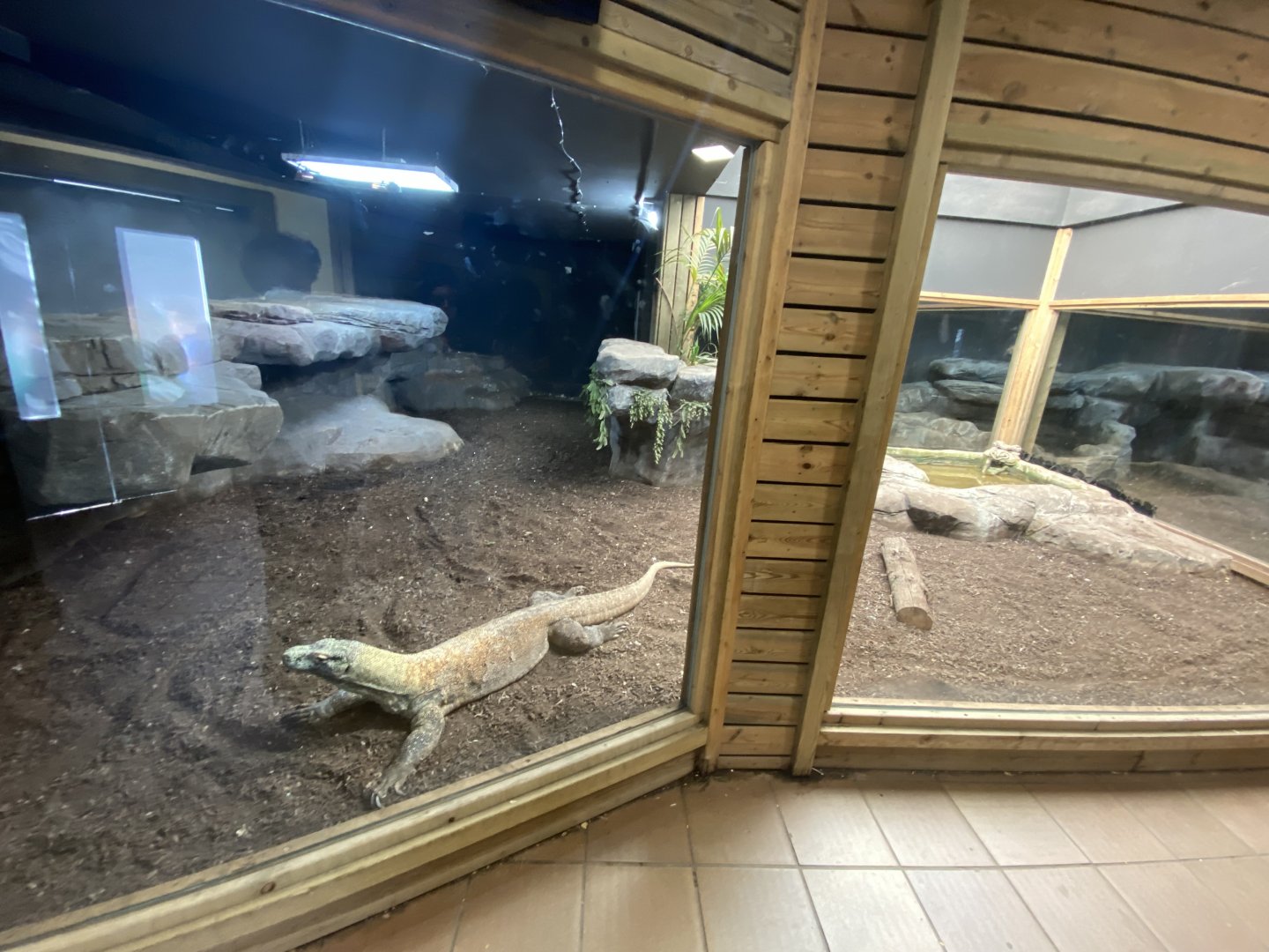 Indoor Komodo dragon enclosure