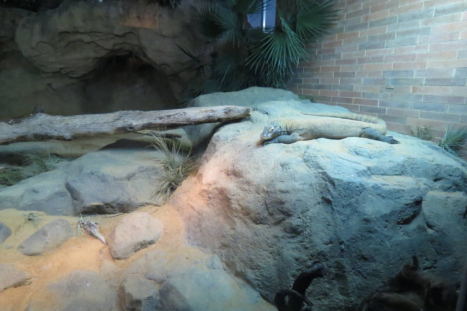 Indoor Komodo Dragon exhibit