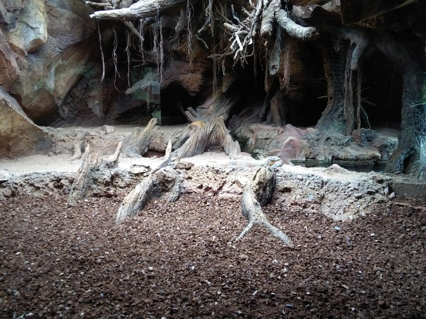 Indoor komodo dragon exhibit