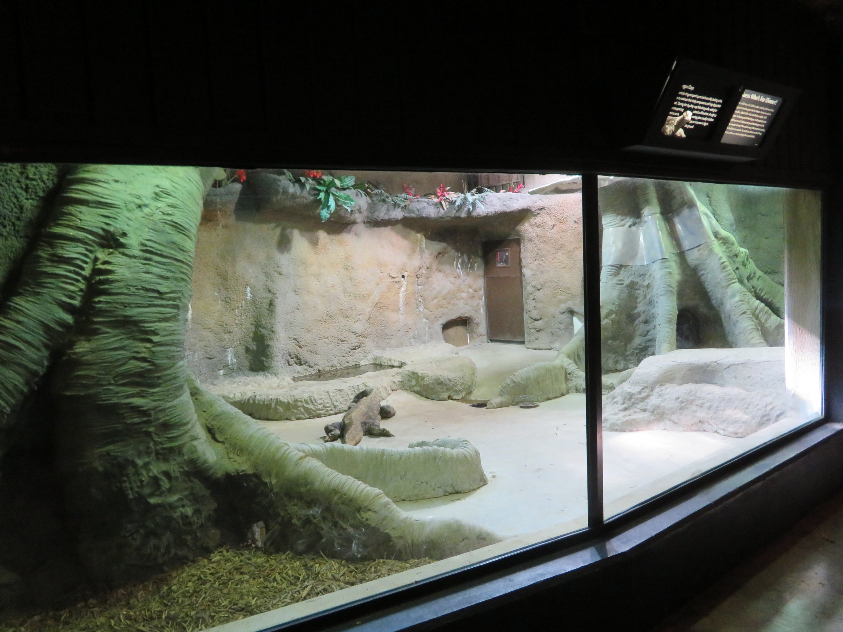 Indoor Komodo Dragon Exhibit