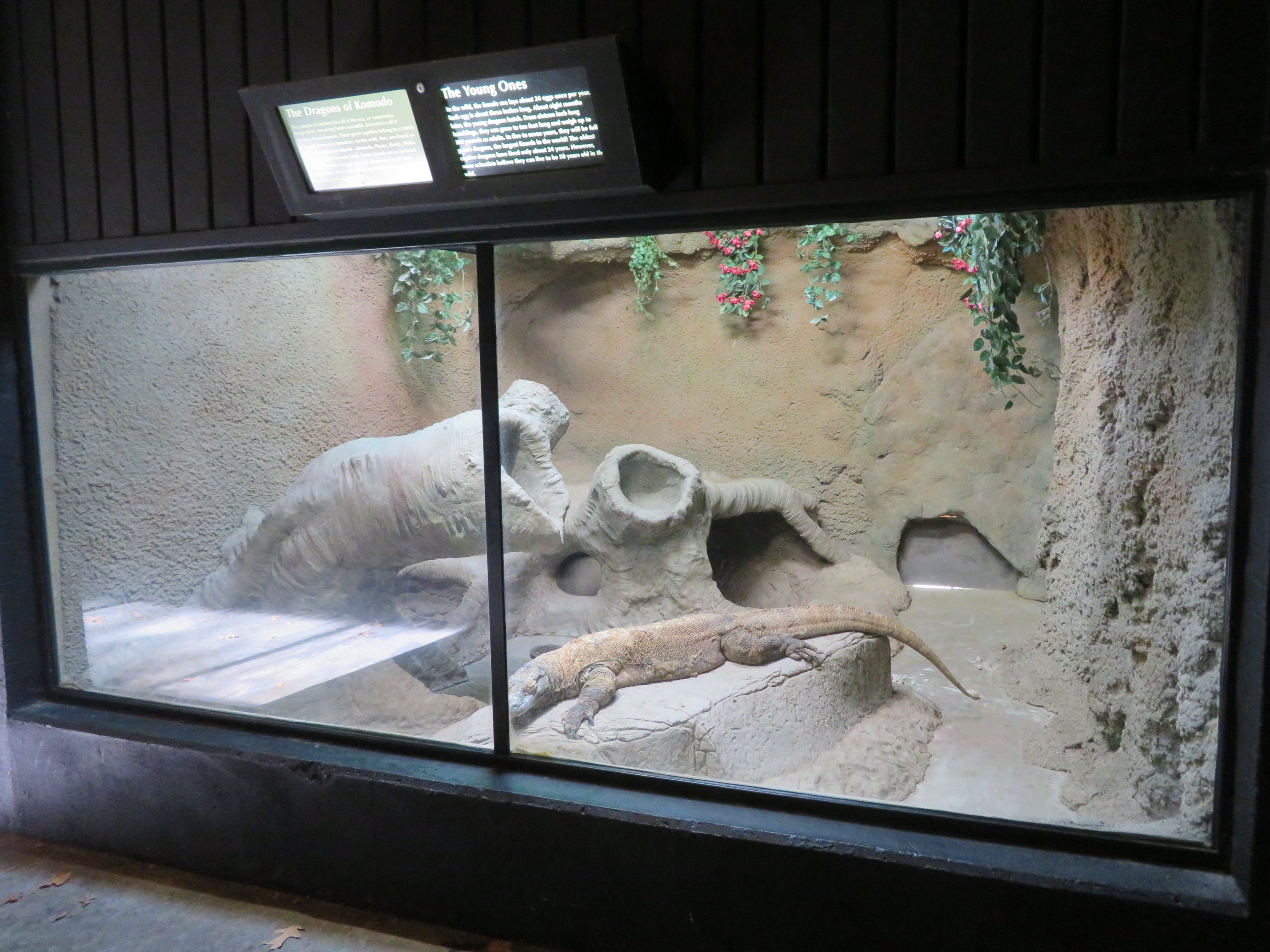 Indoor Komodo Dragon Exhibit