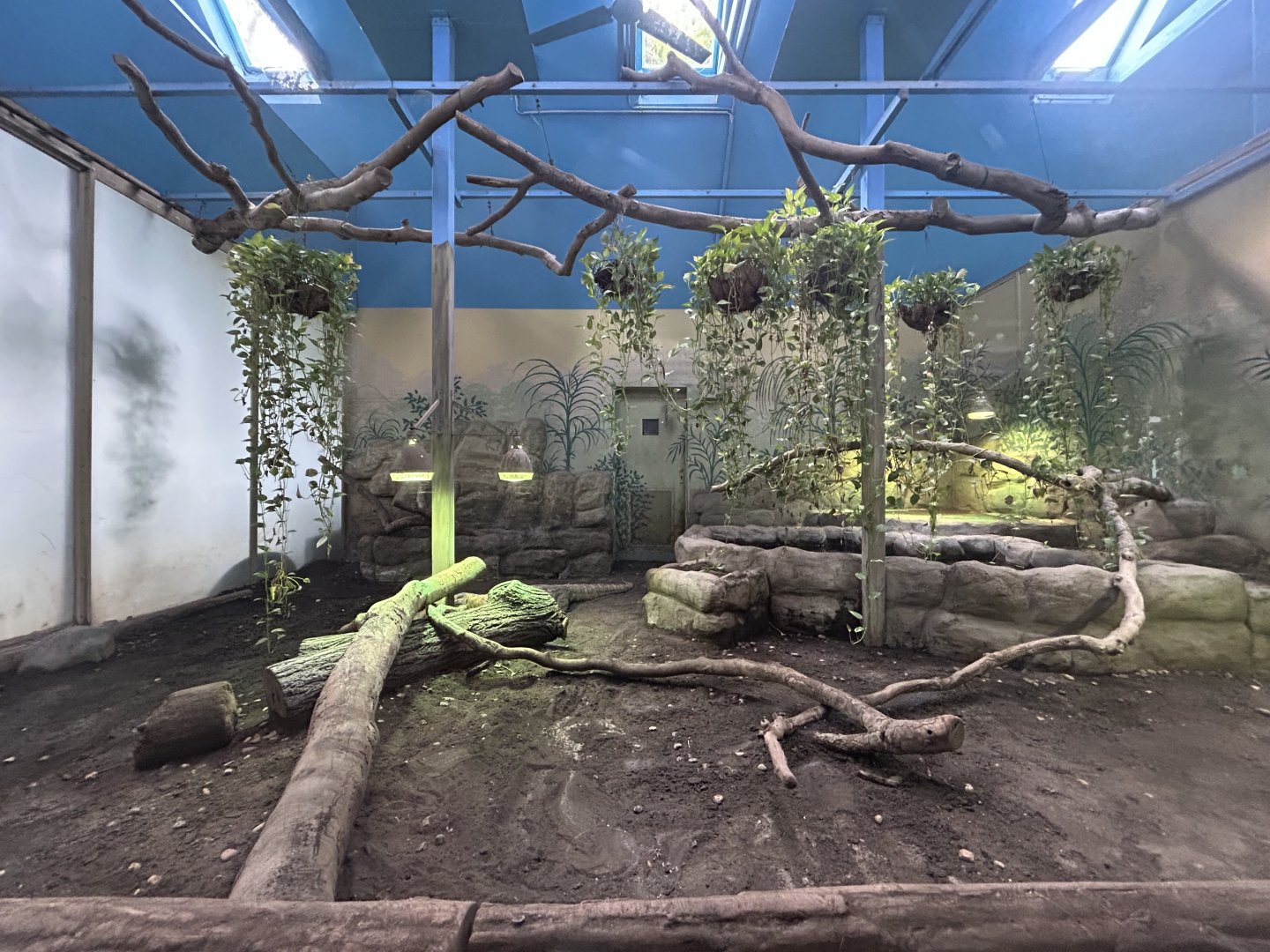 Indoor Komodo Dragon Exhibit