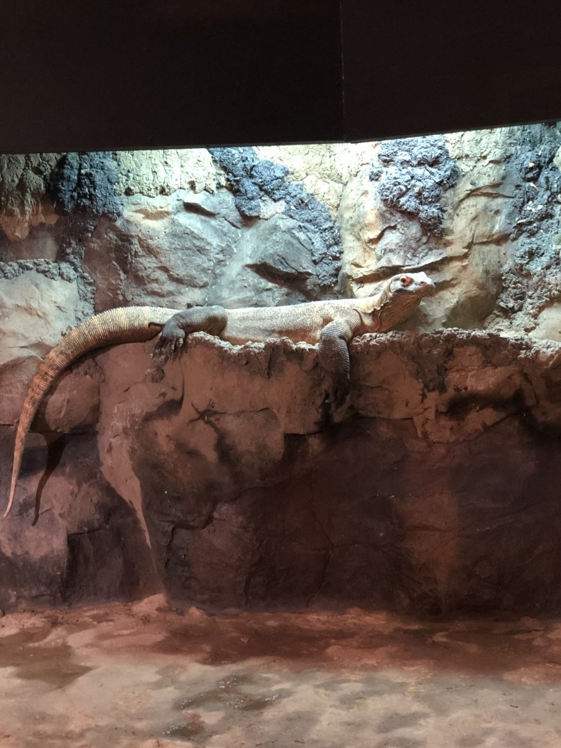 Indoor Komodo Dragon