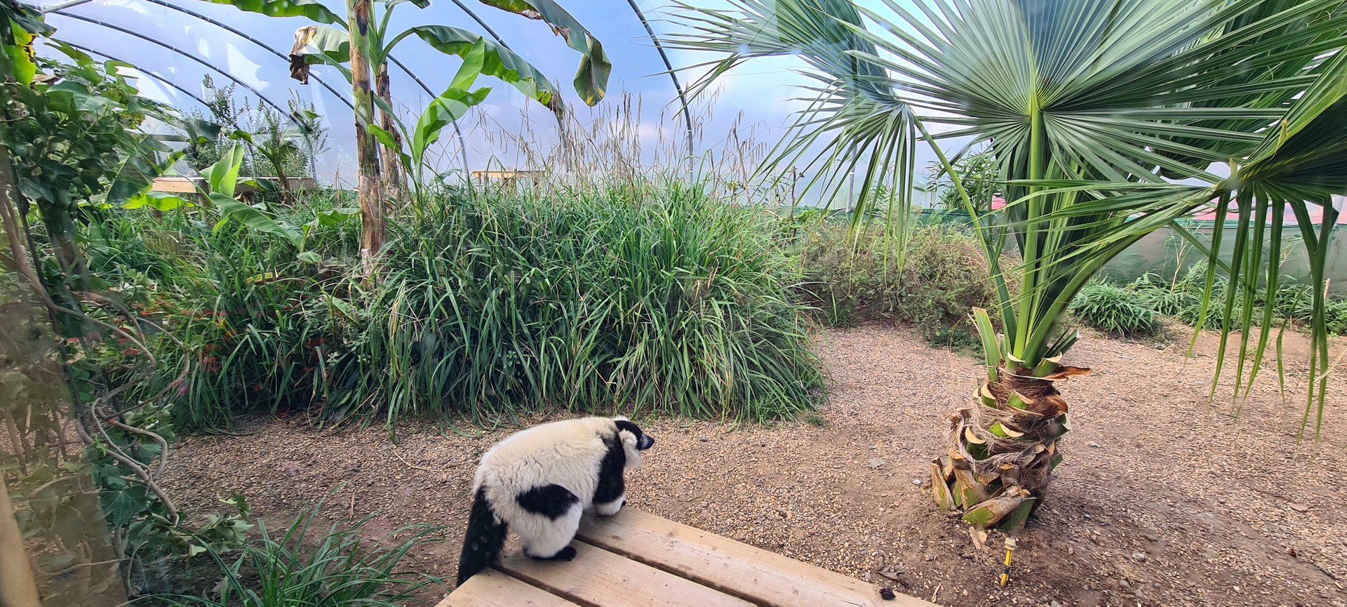 Indoor lemur area, Jimmy's Farm