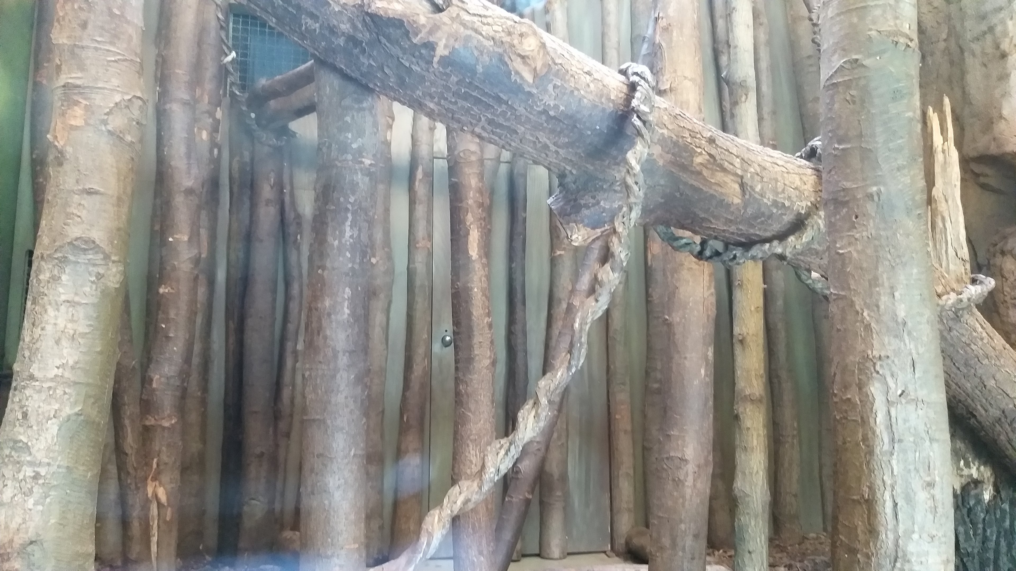 Indoor lemur exhibit #1