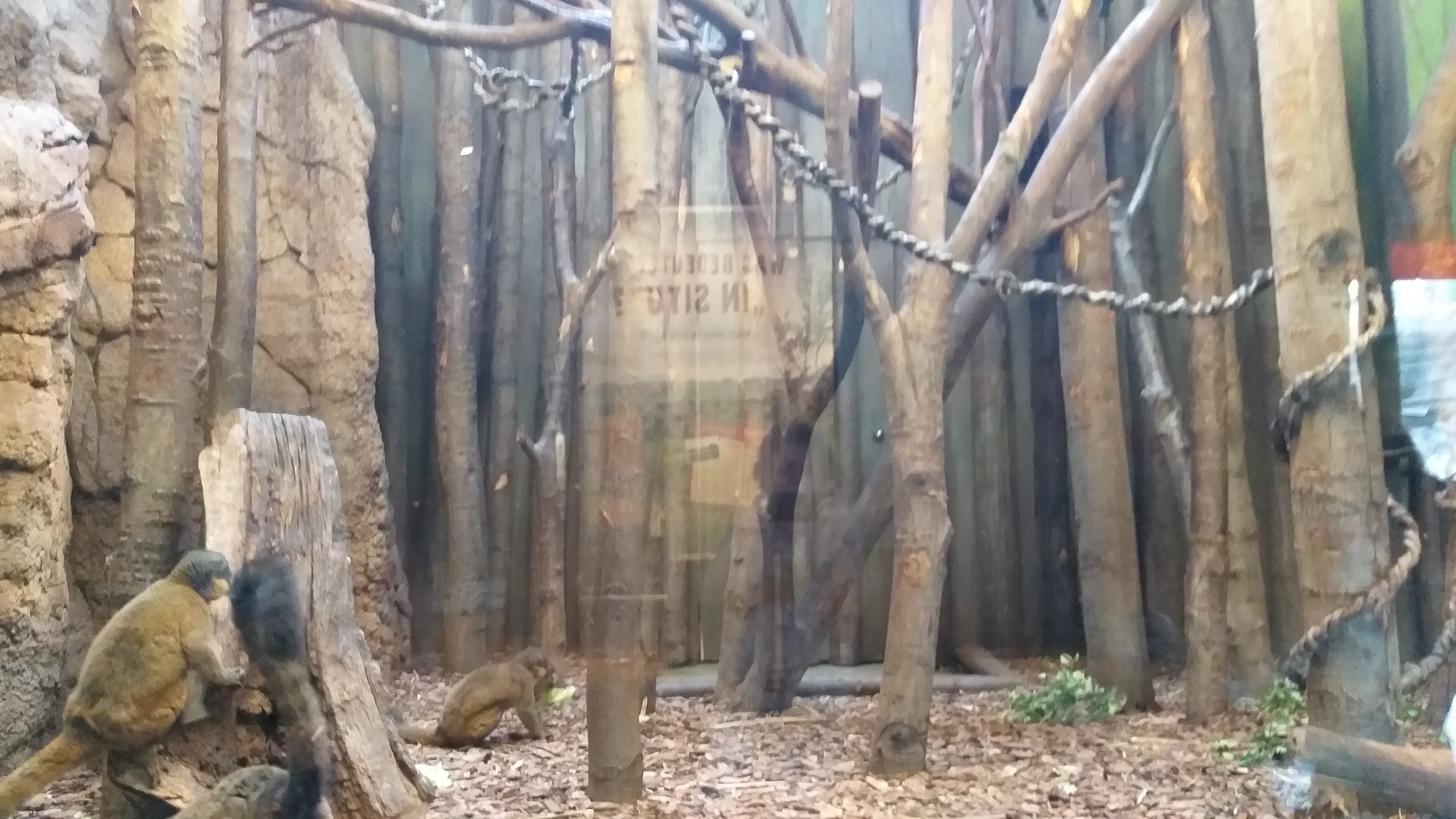 Indoor lemur exhibit #2