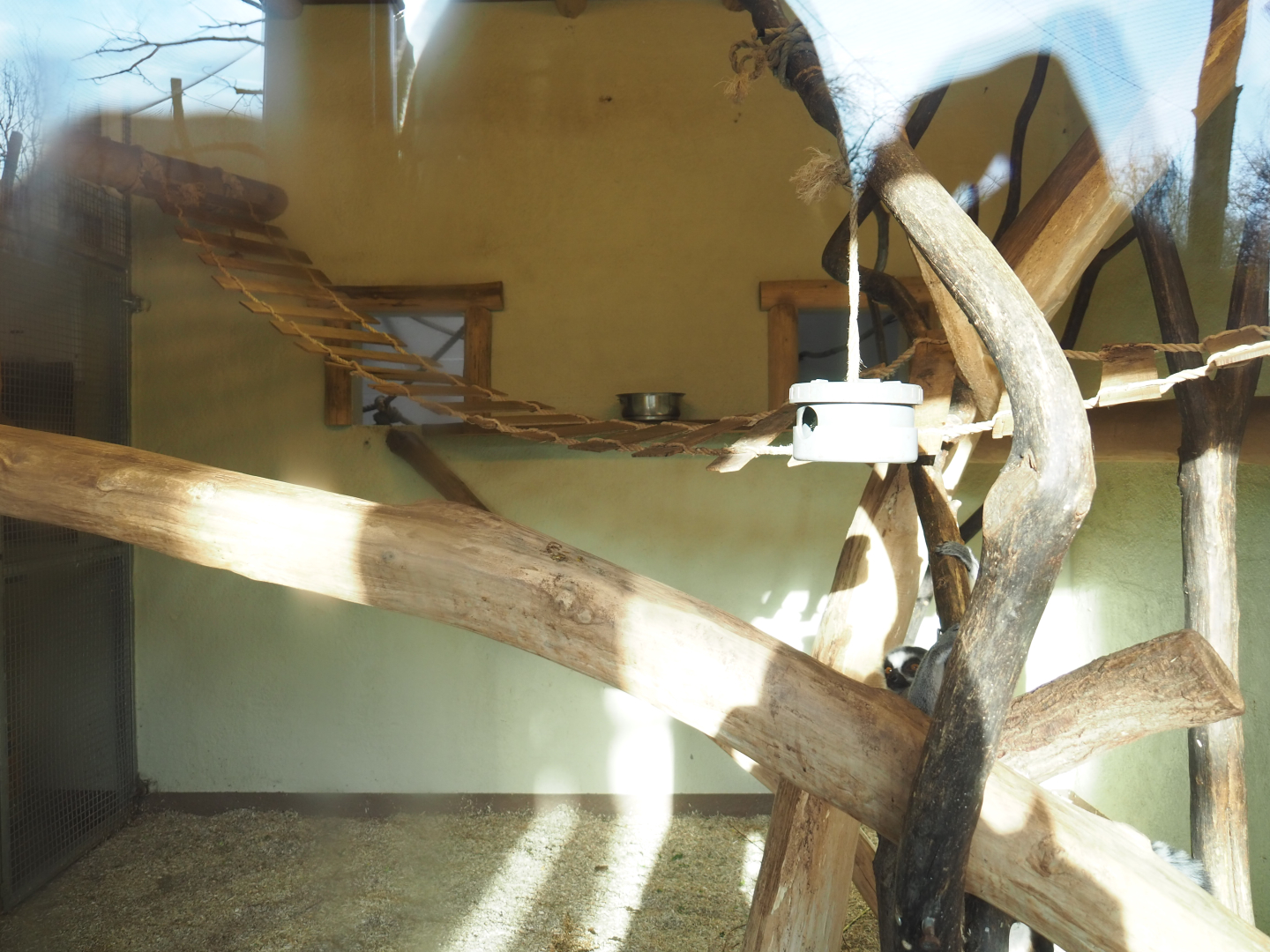 Indoor lemur housing, 2021-12-22