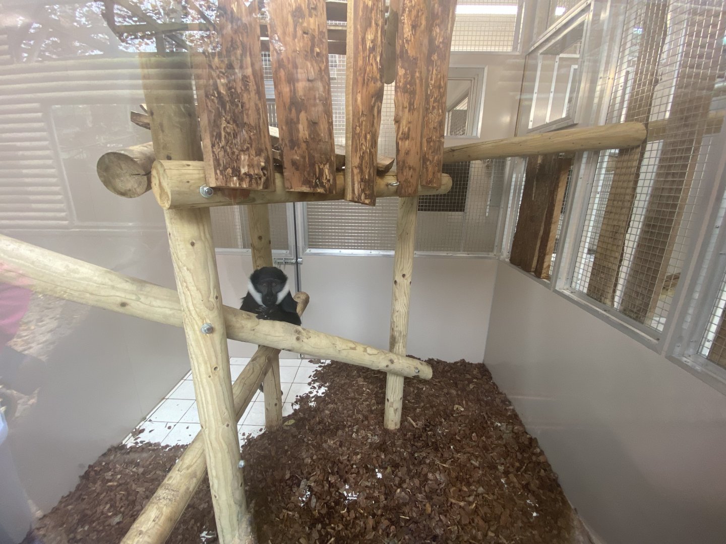 Indoor L’Hoest’s monkey enclosure