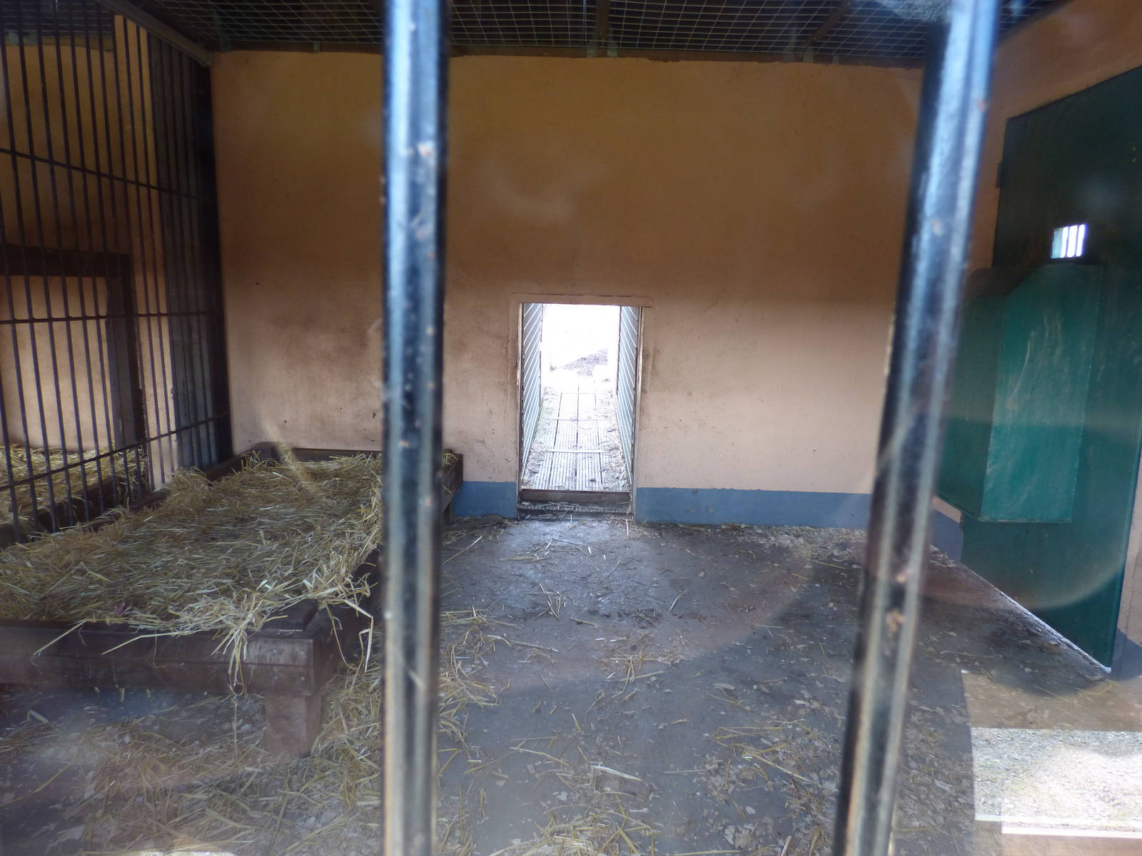 Indoor Lion Enclosure in Extension