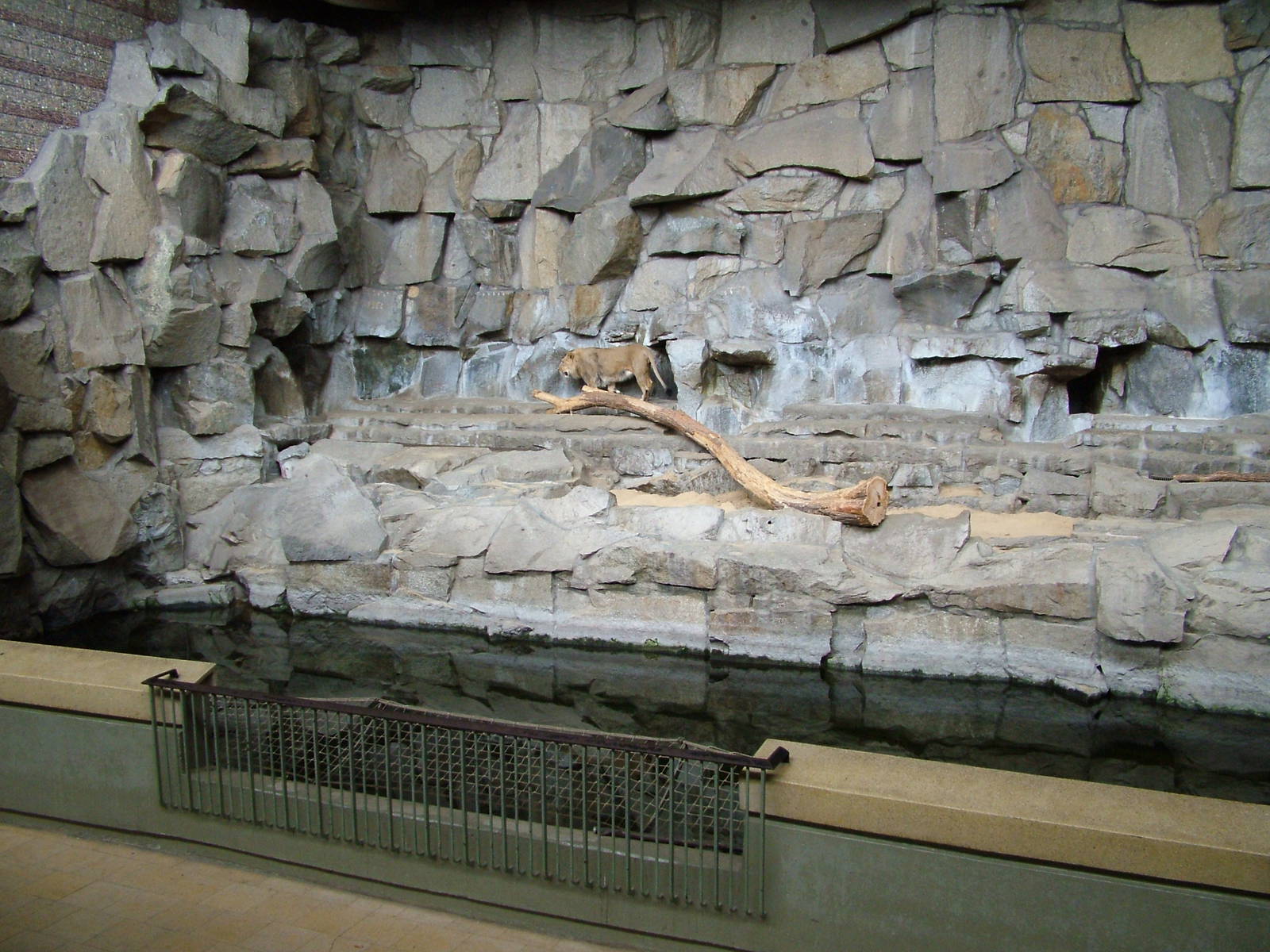 Indoor Lion Exhibit at Tierpark Berlin, 30/08/11