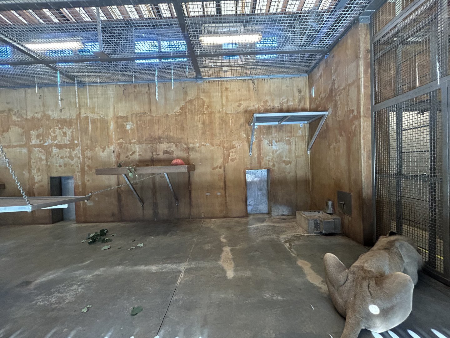 Indoor Lion Exhibit - Valley of the Kings