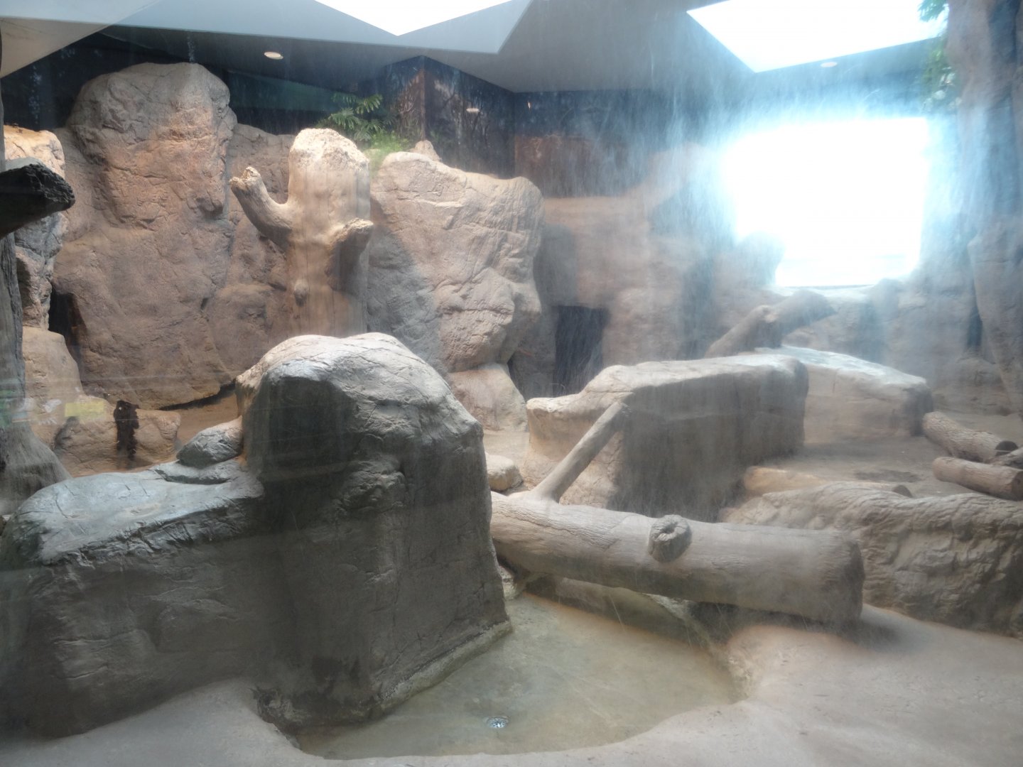 Indoor Lion Exhibit