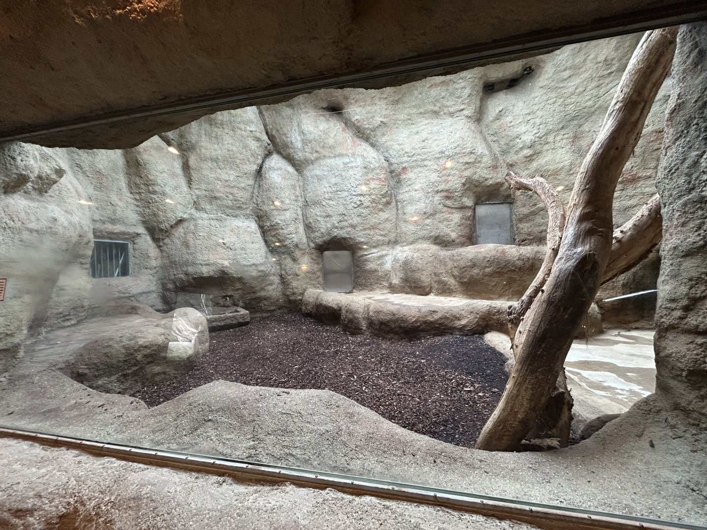 Indoor Lion Exhibit