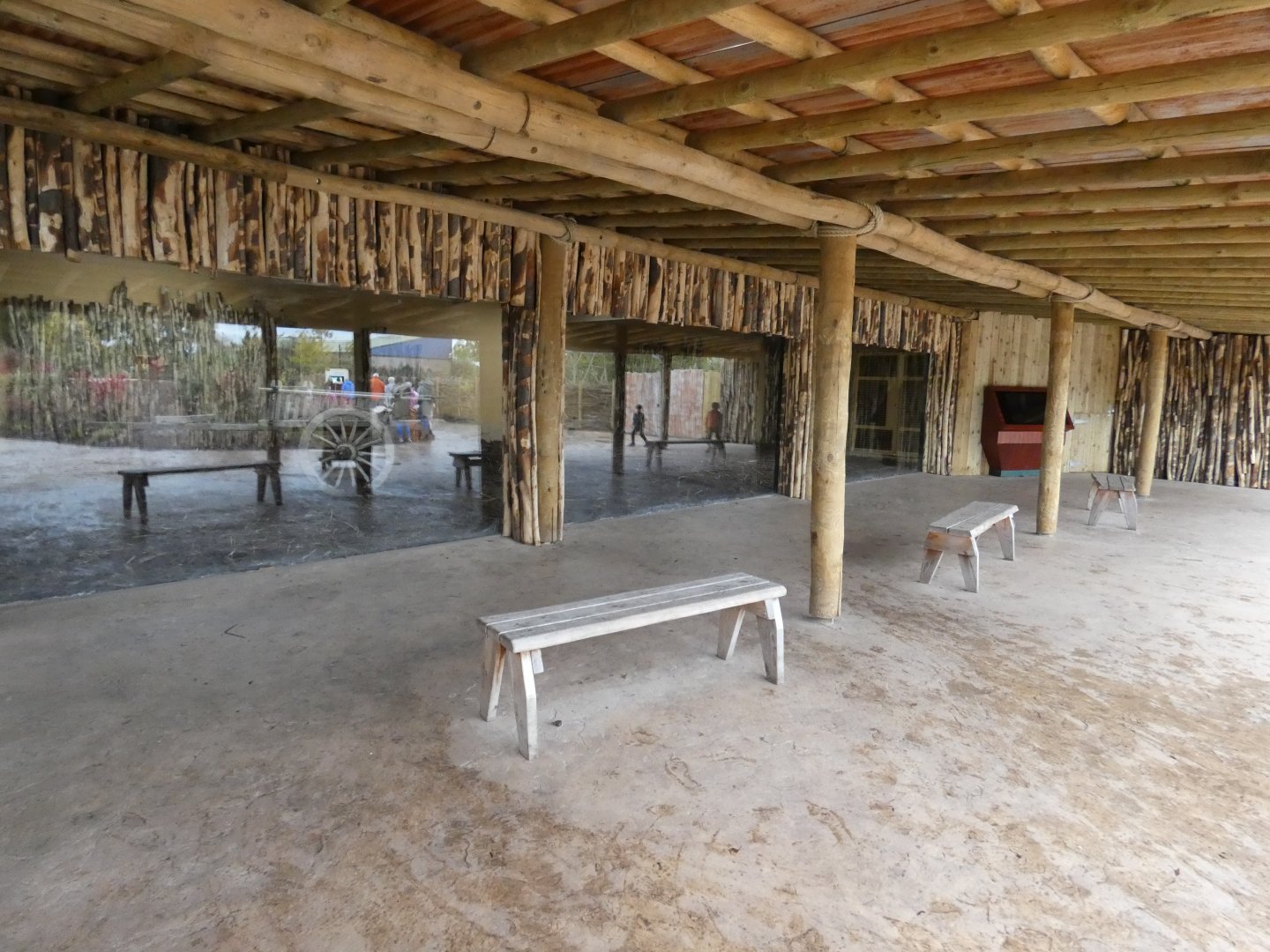 Indoor Lion viewing area