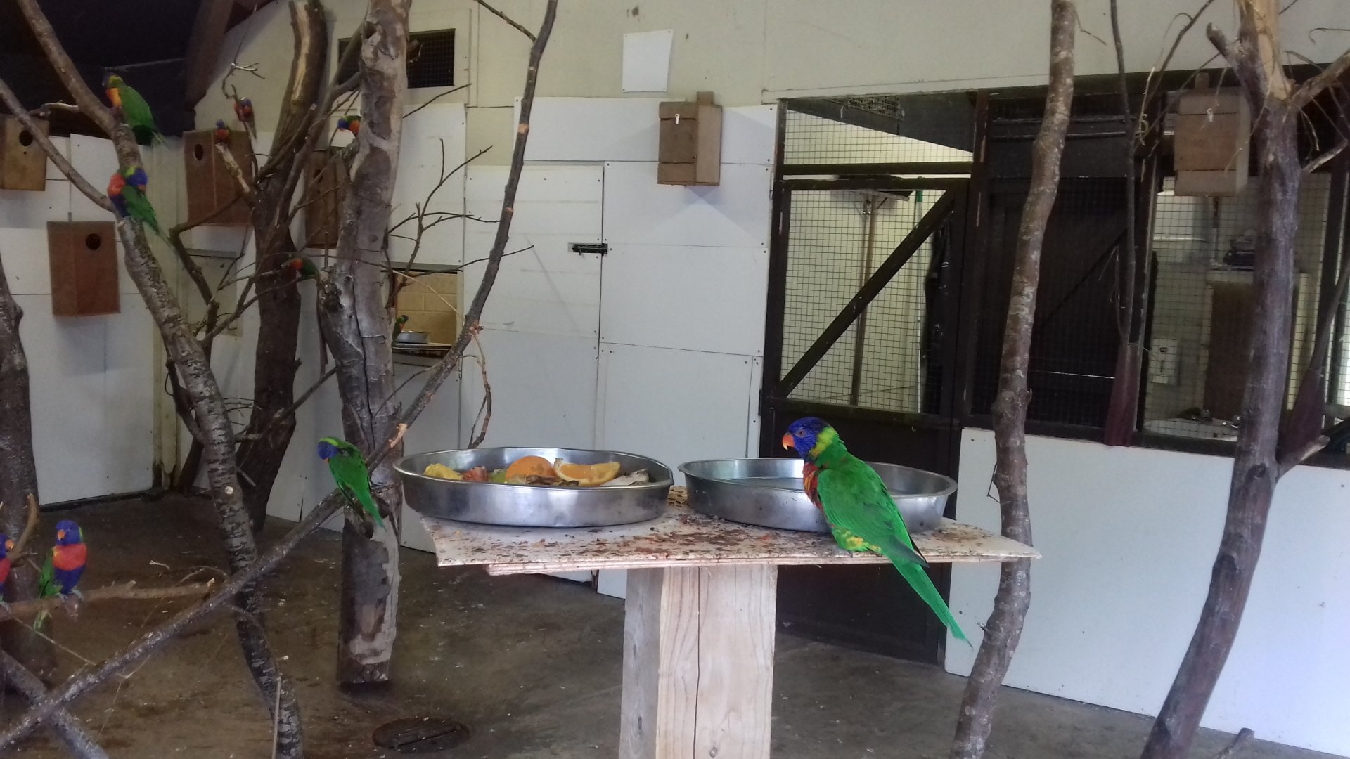 indoor lorikeet area