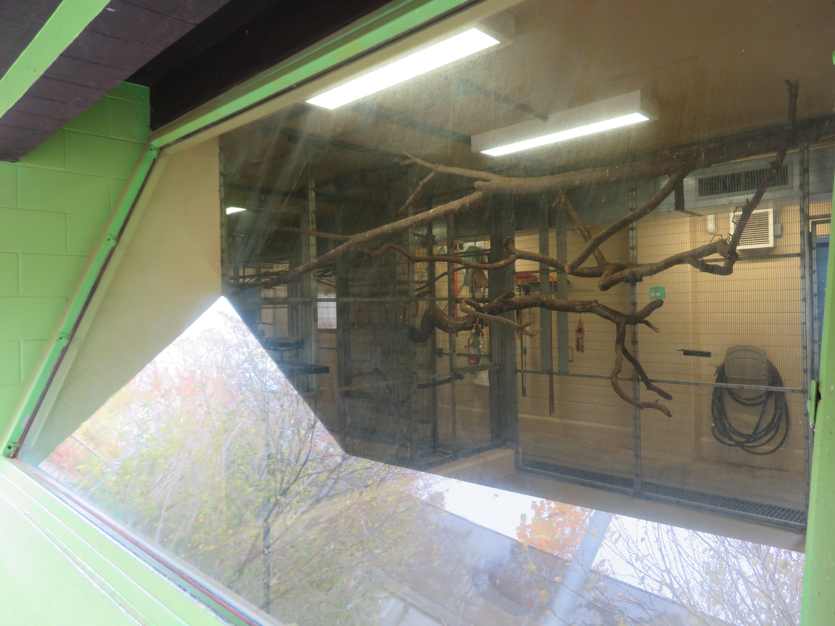 Indoor Lorikeet Holding