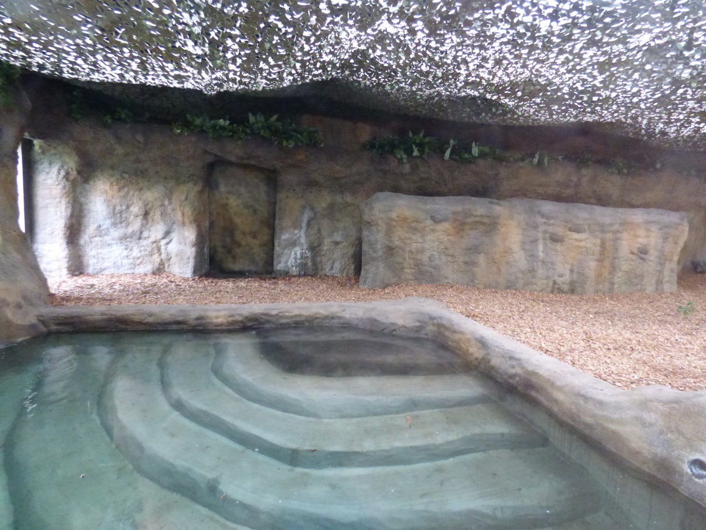 Indoor Malayan Tapir Pool