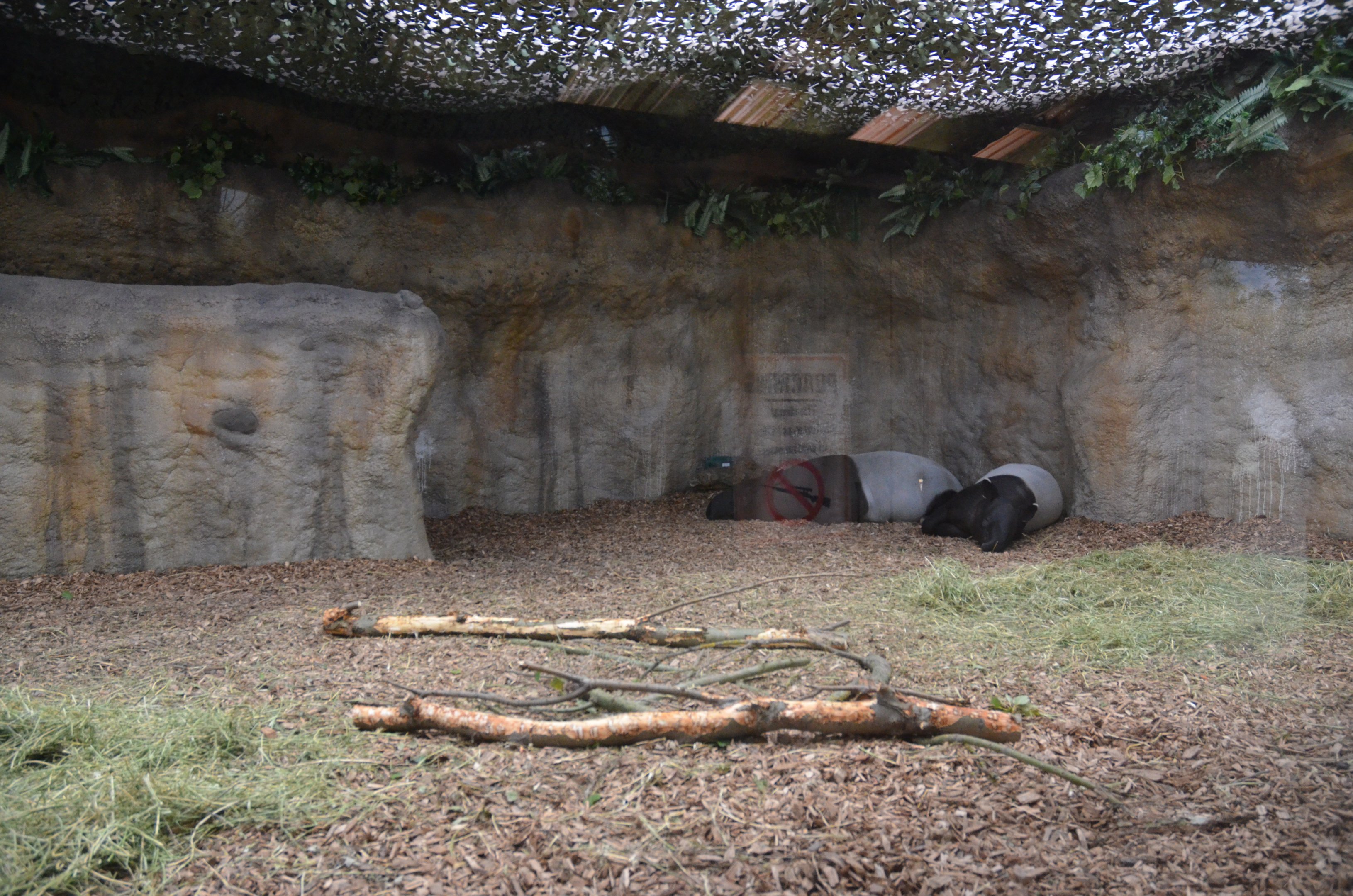 Indoor Malayan Tapir Viewing at Chester, 30/09/17
