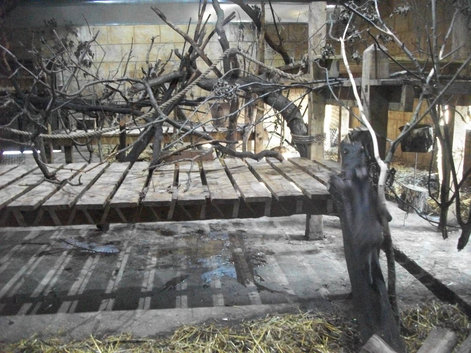 Indoor Mangabey area 1st November 2012