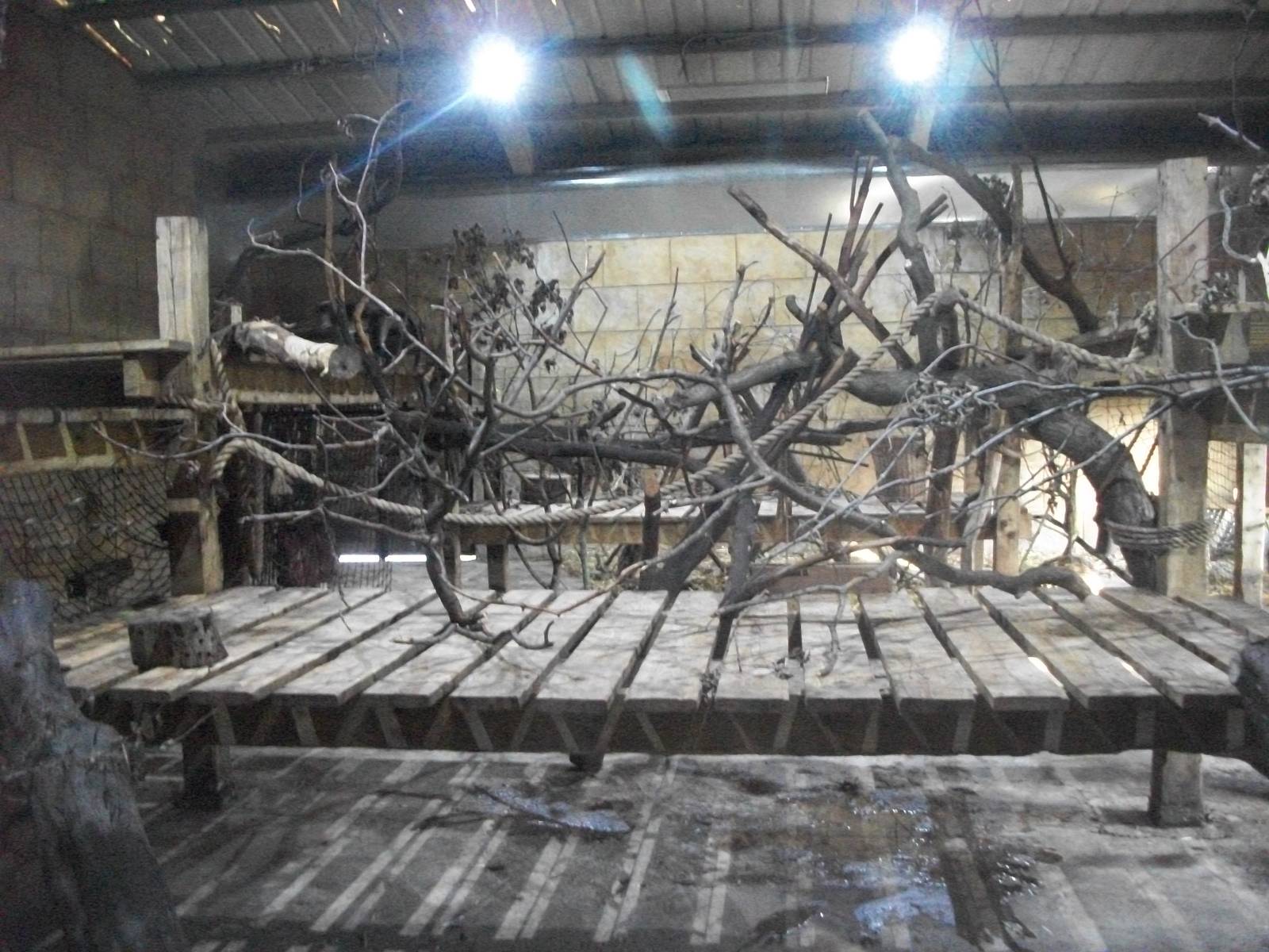 Indoor Mangabey area 1st November 2012