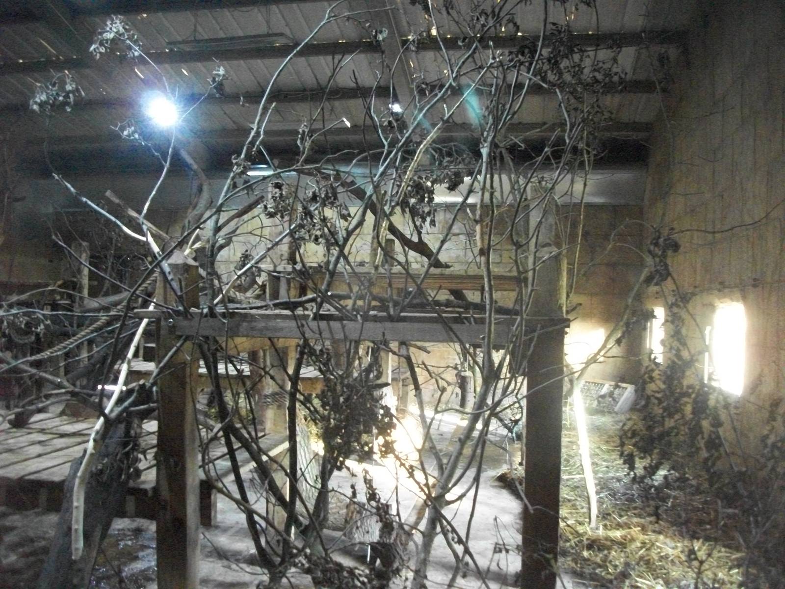 Indoor Mangabey area 1st November 2012