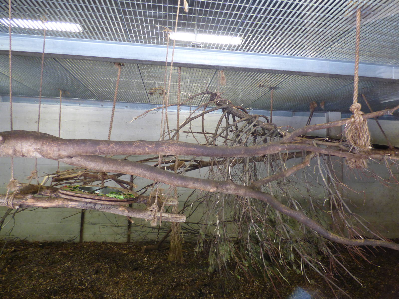 Indoor Mangaby Enclosure