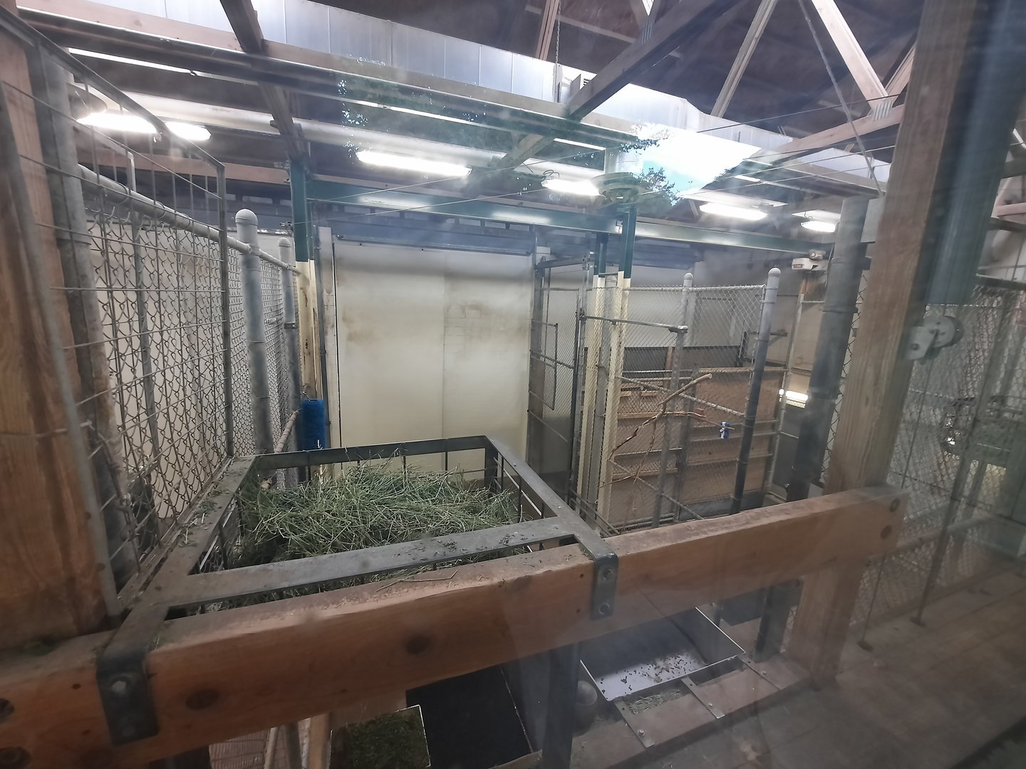 Indoor Masai Giraffe Holding 1