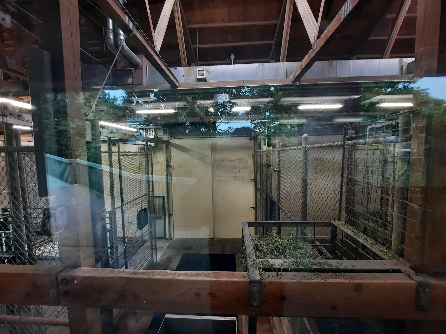 Indoor Masai Giraffe Holding 2