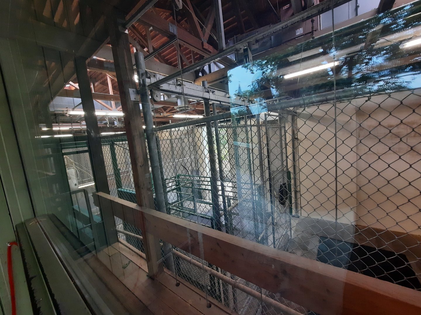 Indoor Masai Giraffe Holding 3