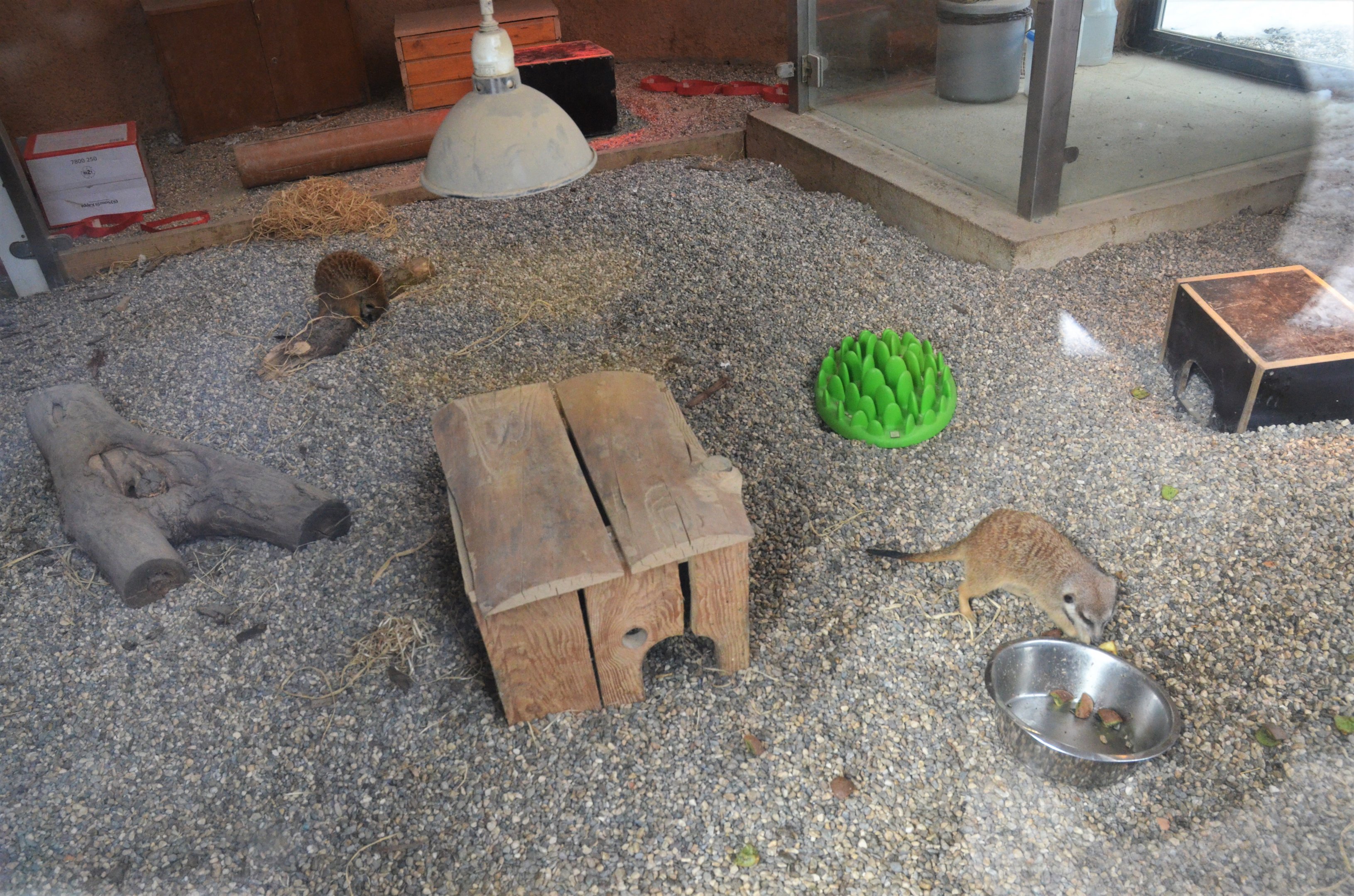 Indoor Meerkat Enclosure at Ljubljana Zoo, 07/03/18