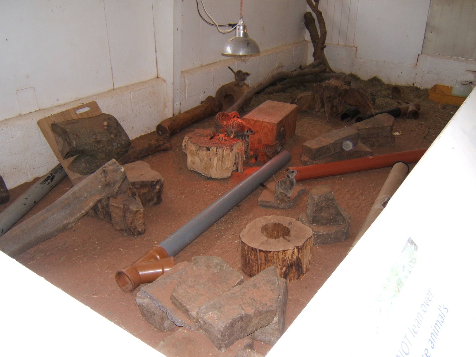 Indoor Meerkat enclosure