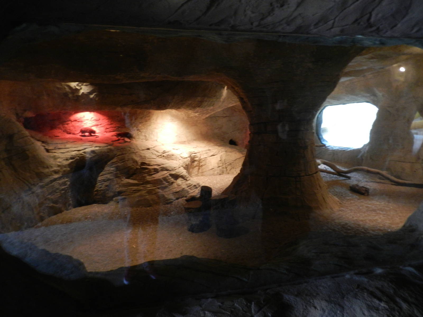 Indoor Meerkat Exhibit at Flamingo Land - 14/10/2012